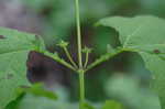 Hairy leafcup